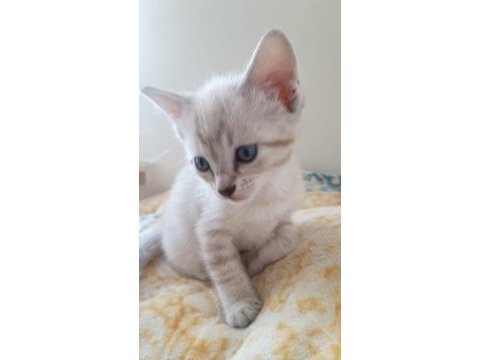 Dünyalar tatlısı kedilerimi sahiplendiriyorum