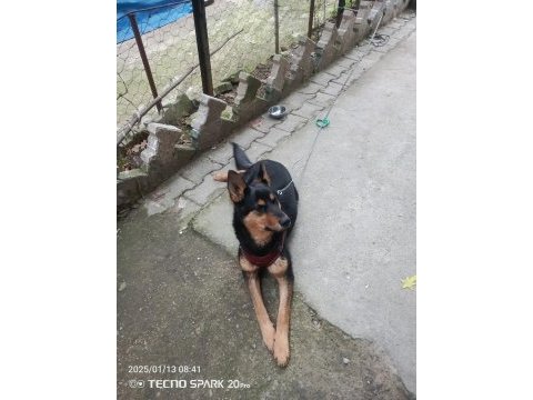 Orjinal ırk german shepperd alman kurdu