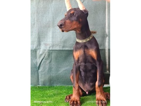 A şecereli doberman yavrular
