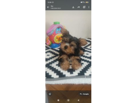 Orjinal kore kanı taşıyan erkek poodle yavrusu