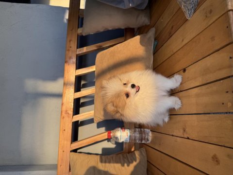 6 aylık pomeranian