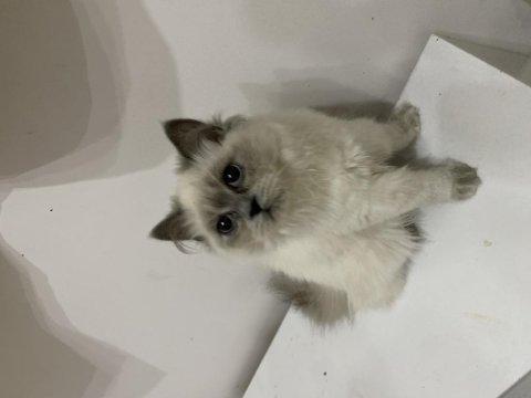 Ücretsiz british longhair