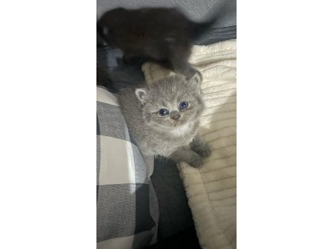 British shorthair miniklerime sıcak yuva arıyoruz