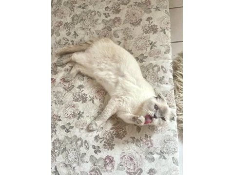 Scottish fold