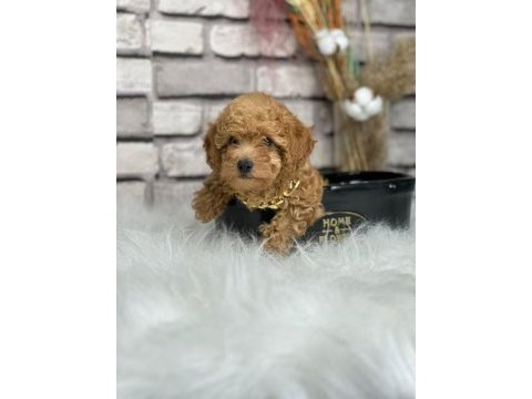 A kalite toy poodle yavrularım