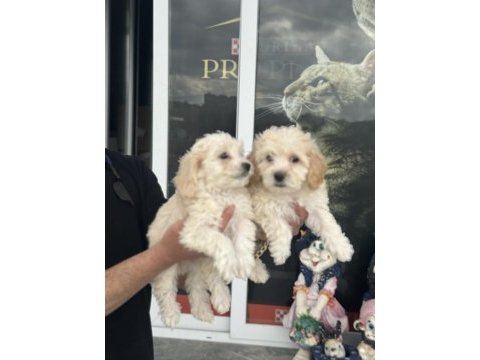 Wc eğitimli en güzel mini boy maltipoo yavrular