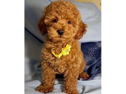 Toy poodle yavrular uygun