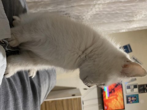 British shorthair silver point 2.5 aylık erkek bebek