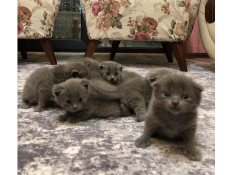 Gayet sağlıklı scottish fold yavrularımız mevcuttur