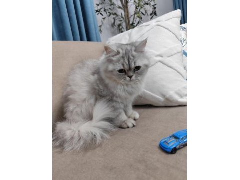 Silver british longhair