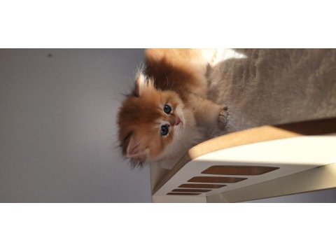 Şecereli safkan golden longhair british yavru dişi erkek