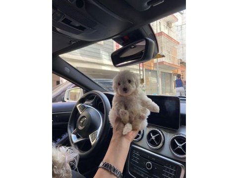 0 numara aşılı maltese yavrular