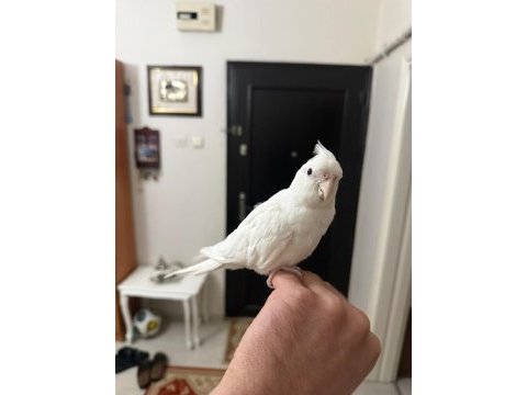 Albino sultan papağanı