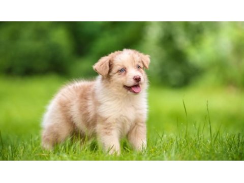 Üst düzey border collie yavruları