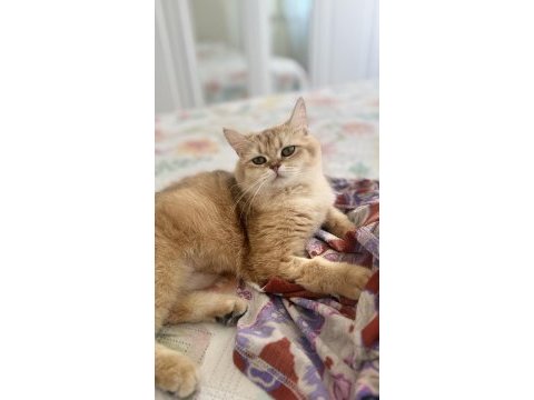 15 aylık ny12 dişi british shorthair