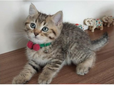 Golden scottish fold safkan yavrularım