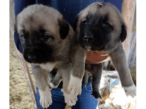 Sivas merkezden anne sütünden kesilmiş kangal yavrular