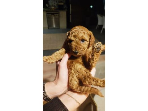 2 aylık toy poodle yavruları