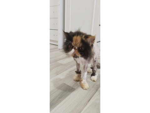 Egzotic persian longhair dişi