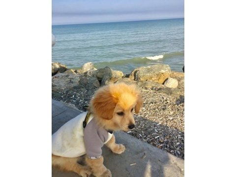 4 aylık golden kırması köpeğimiz
