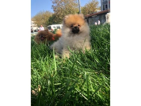 Pofuduk pomeranian köfte hanım