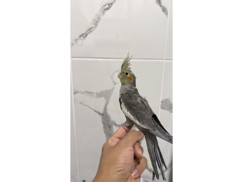 Sultan papağanı sahiplendirilecek