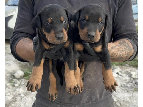 Doberman yavruları