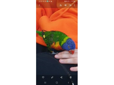 Lori papağanı 1 yaşında