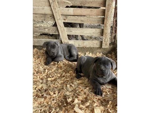 Üst seviye cane corso yavruları