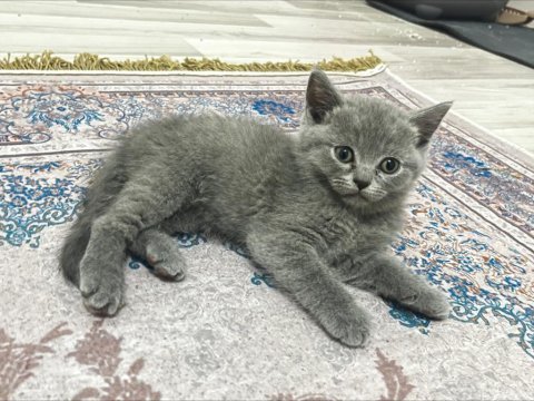 Sahiplendirme british shorthair