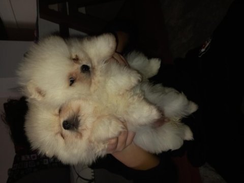 Mükemmel kalitede pomeranian yavrular tecap mini boy