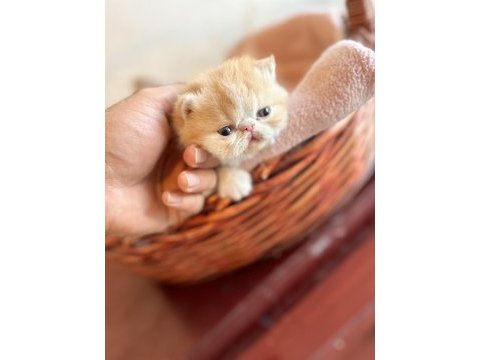 Şampiyon babadan exotic shorthair garfield yavrularım