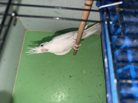 Yavru erkek albino sultan papağanı