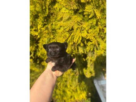 Chihuahua yavruları şehir dışına gönderim sağlanır