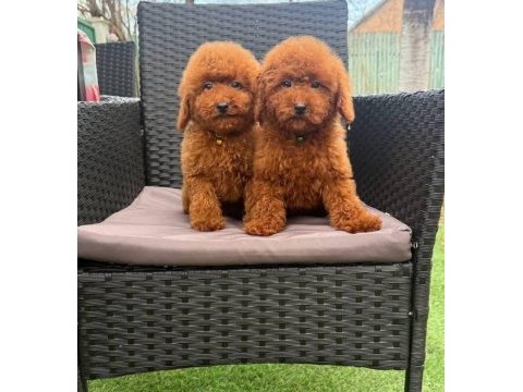Toy poodle yavrular