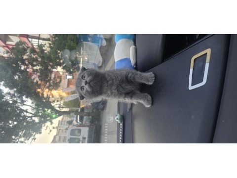Scottish fold koca kafalımız