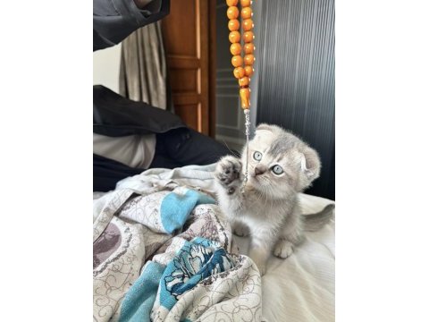 British shorthair sağlıklı yavrular