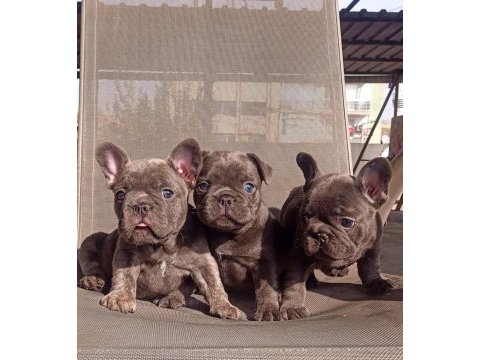 Blue erkek french bulldog bebekler yeni ailelerini arıyor