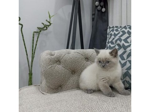 Koca kafalı british shorthair
