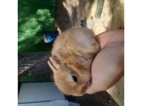 Çok güzel cüce tavşan yavrularımız