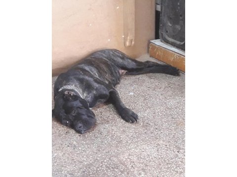 Erkek cane corso arıyorum çiftleştirmek için