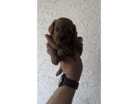 Anne altından teacup kore kan koyu renk genetik poodle