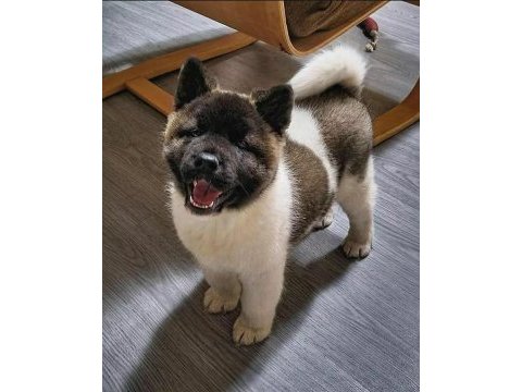 Akita inu yavrular evinizin neşesi olacaktır