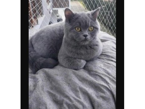 Maya adlı british shorthair kızımız