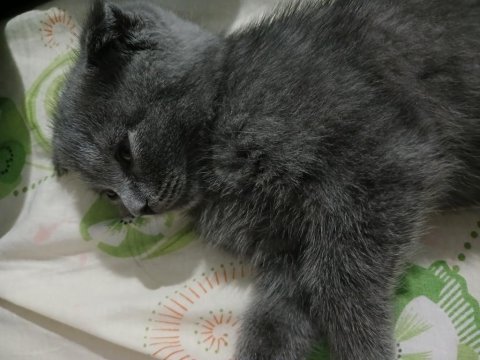 Yavru scottish fold