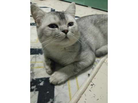 7 aylık british longhair