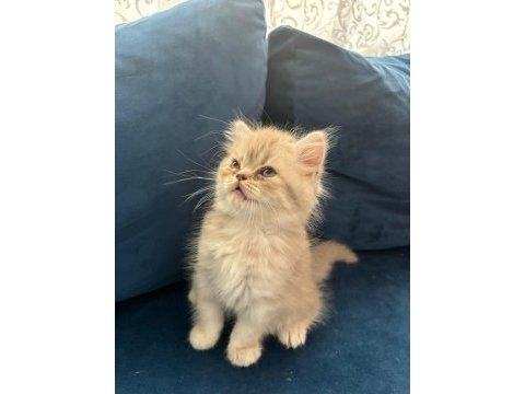 Yavru british longhair erkek