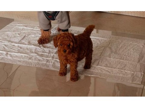 Red brown toy poodle yavrular ev ortamında büyümüş
