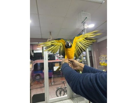 Faturalı cites belgeli 8 aylık macaw papağanlar