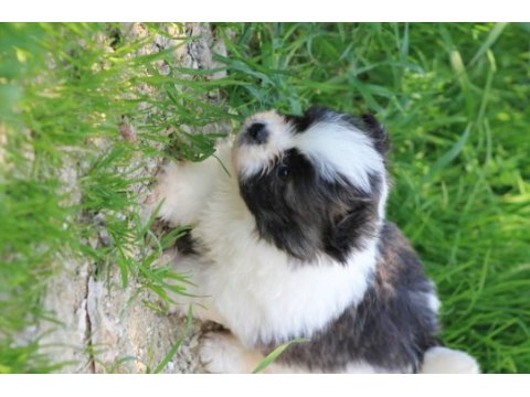Shih tzu erkek